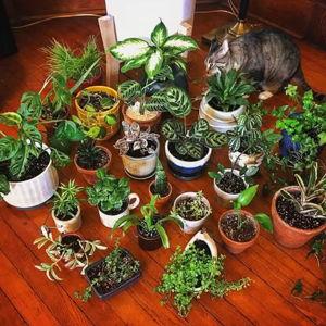 Houseplant fund