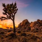 Joshua Tree National Park