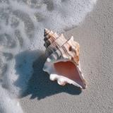 Bailey-Matthews National Shell Museum & Aquarium