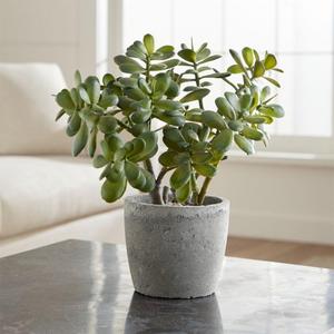 Potted Artificial Jade Plant