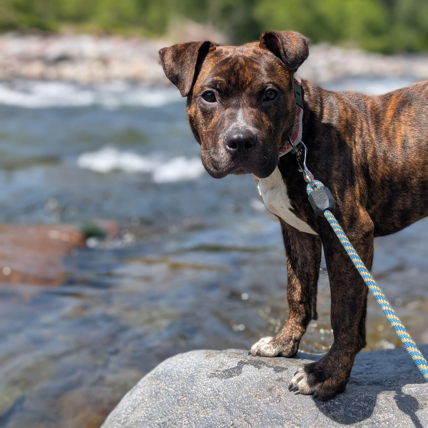 In May 2025, we adopted our sweet boy, Newt!