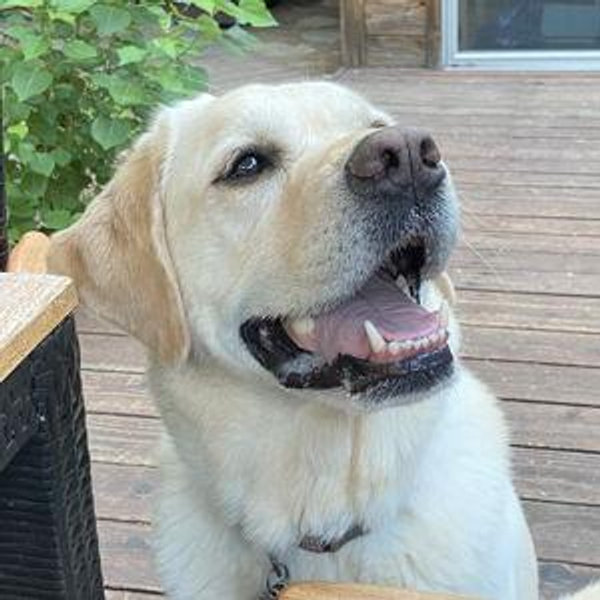 Hank’s Year's Supply Of Pet Treats