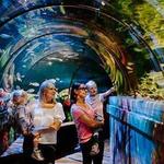 SEA LIFE Brighton