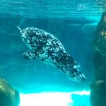 Virginia Aquarium & Marine Science Center