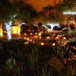 Desert Botanical Garden