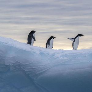 Antarctica Honeymoon Fund