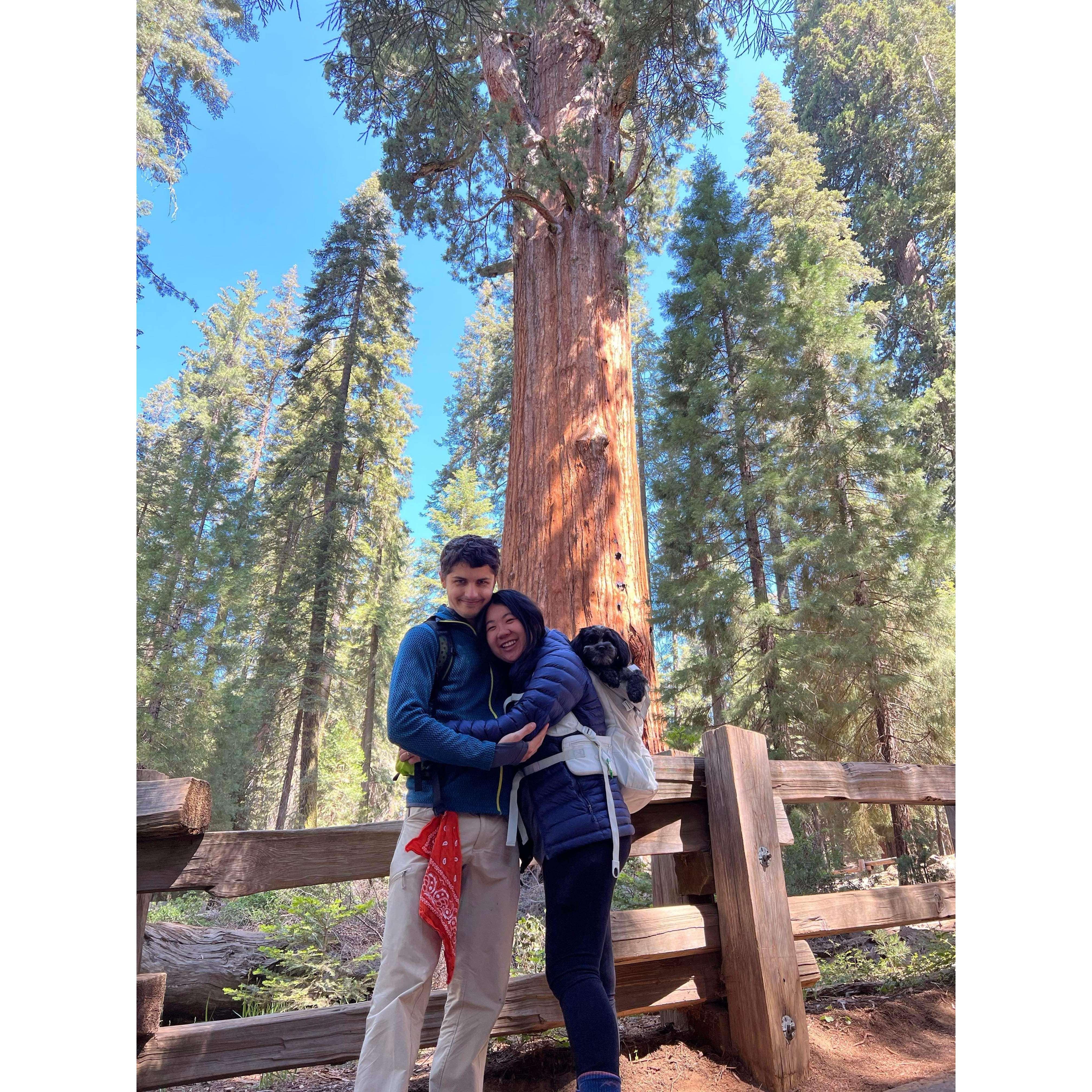 A recent trip to Sequoia with Panda strapped up in his dog carrier.