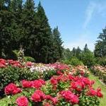 The International Rose Test Garden