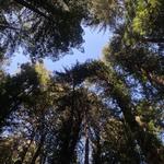 Henry Cowell Redwoods State Park