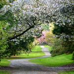 Washington Park Arboretum