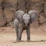 Omaha's Henry Doorly Zoo and Aquarium