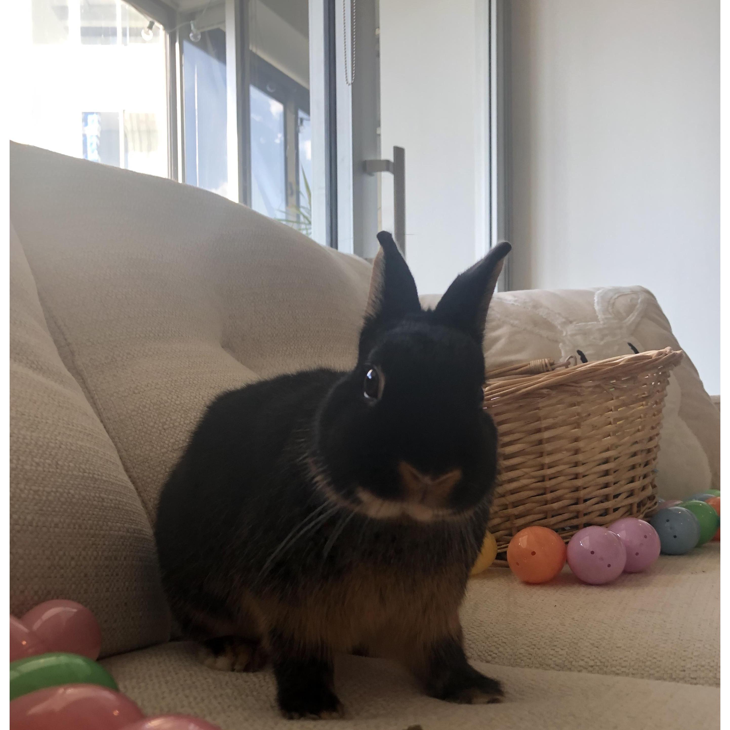 Our pet bunny Charlie is named after our hometown, St. Charles Missouri. She loves lettuce and playing in the laundry area.
