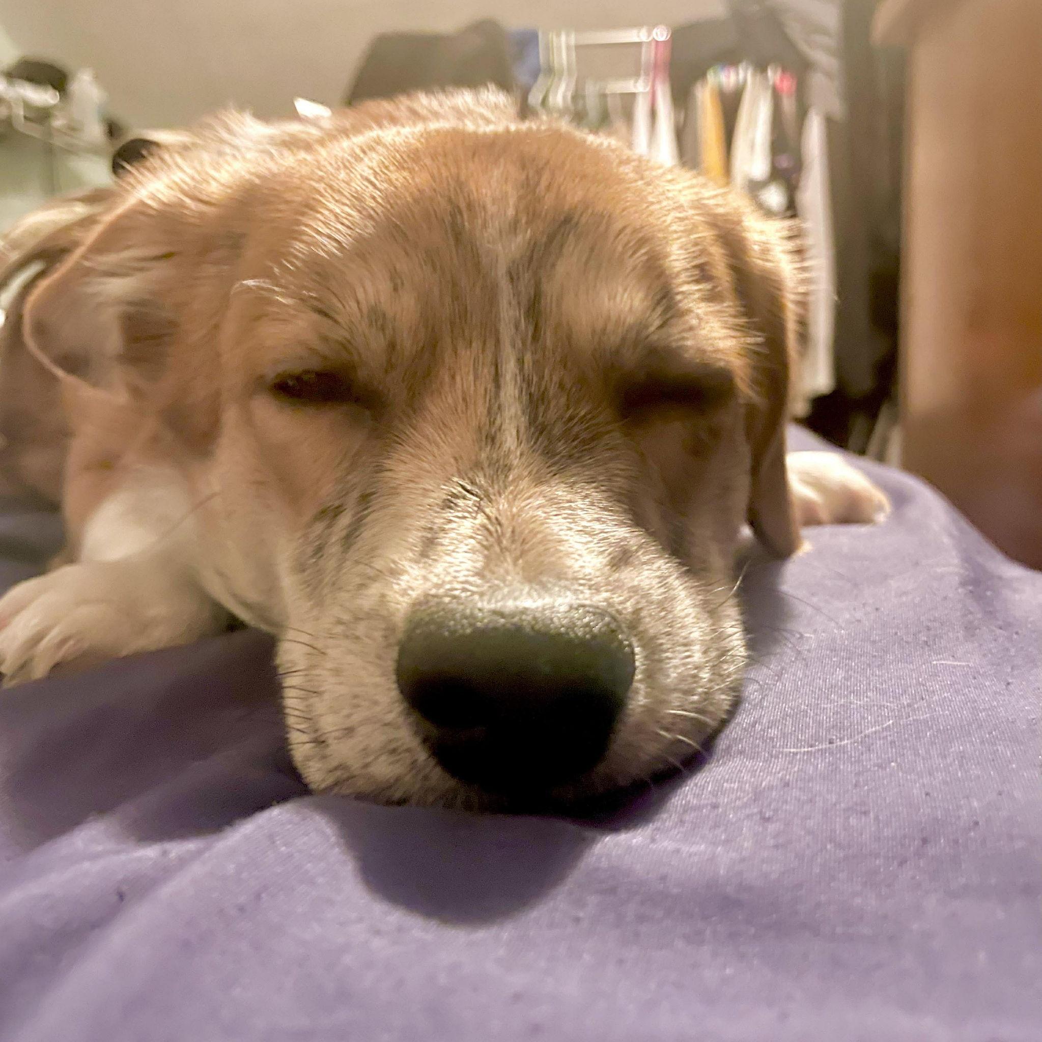 Their first fur baby Cookie Thao