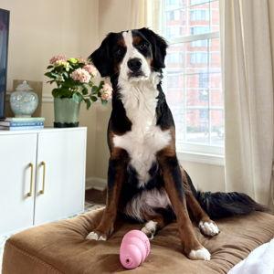 Honeymoon Dog Sitter Fund