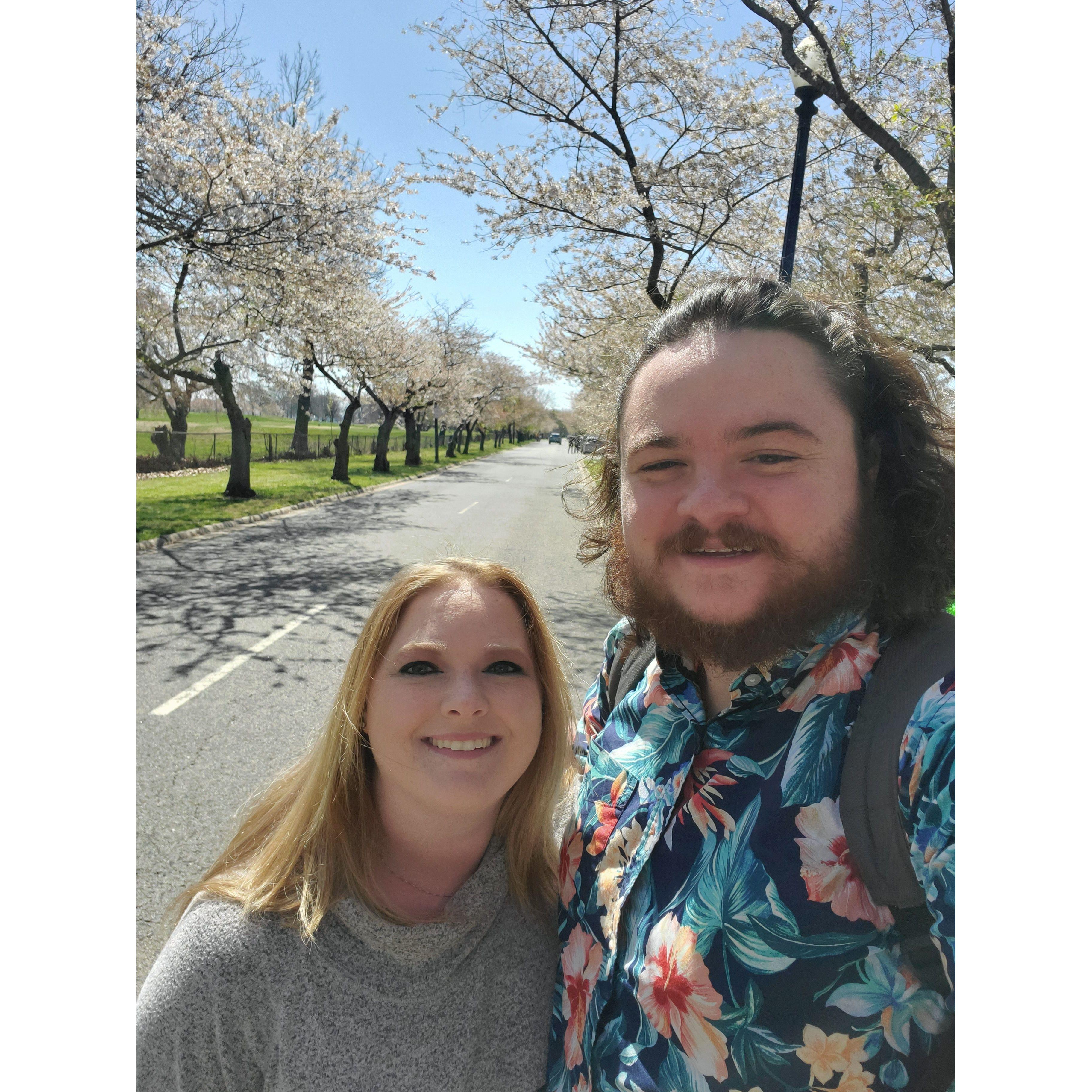 Cherry blossom views at Hains Point Loop in DC.