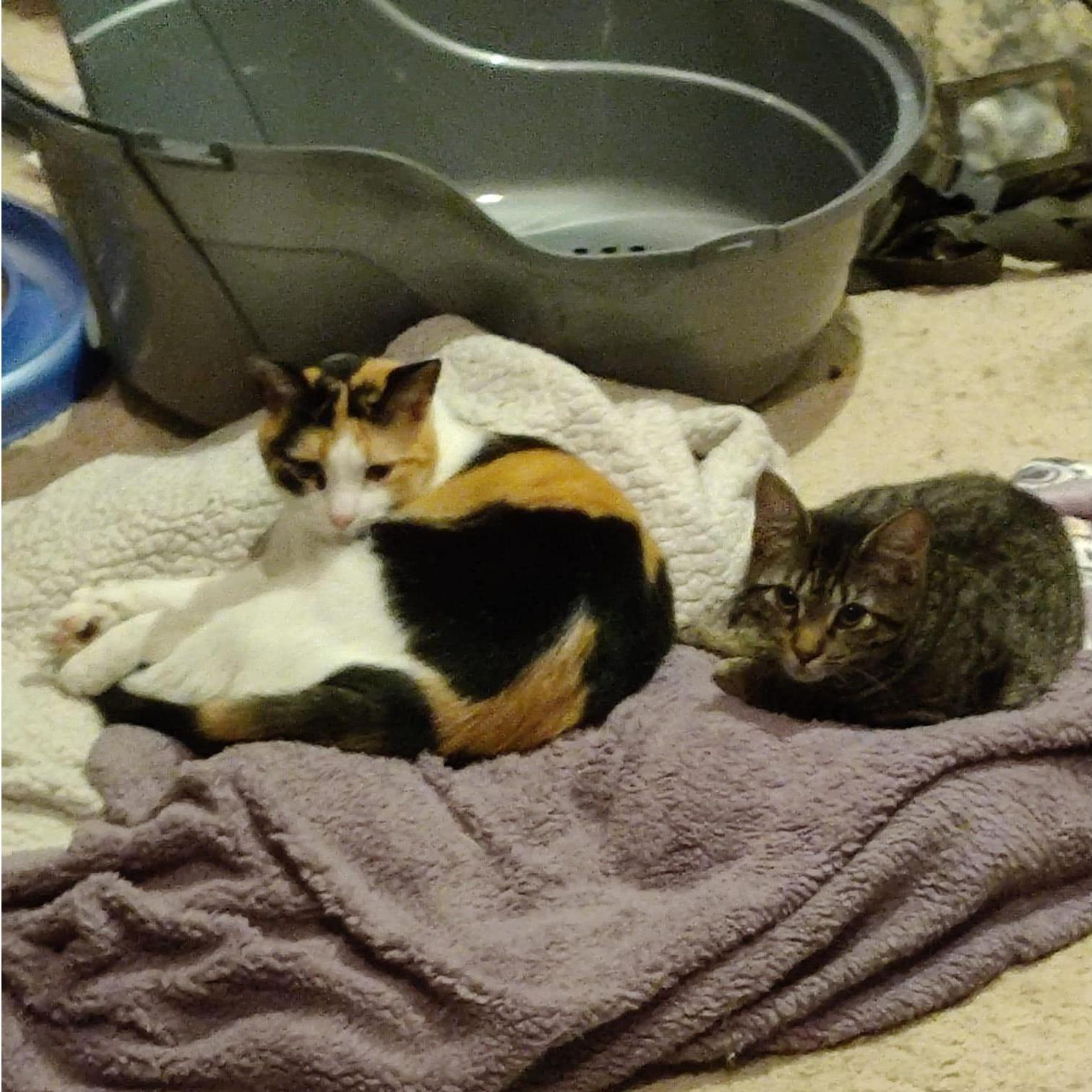 The babies, Eir and Hel