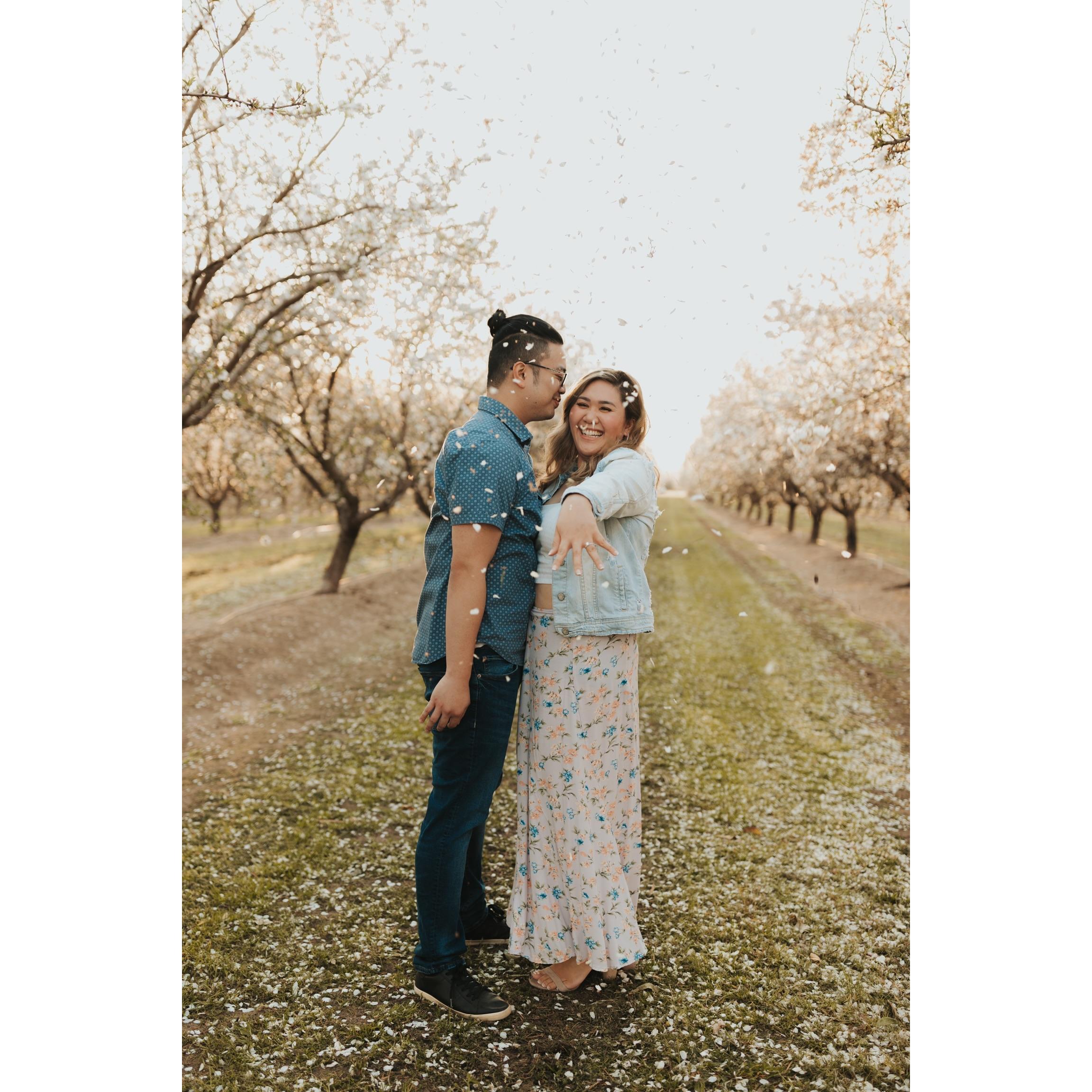 Almond Orchard — Modesto, CA