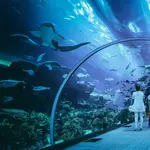 Georgia Aquarium