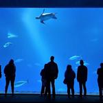 Monterey Bay Aquarium