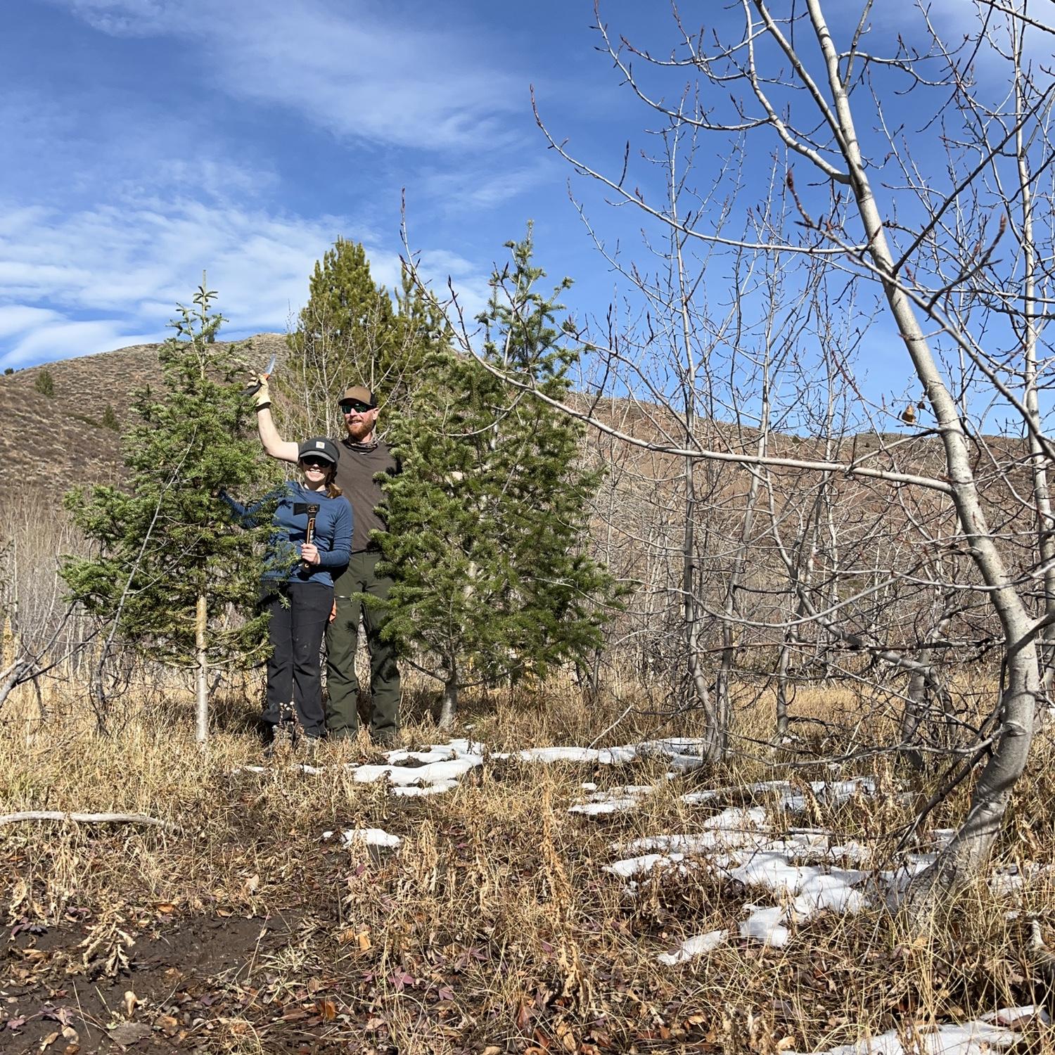 Christmas trees 2024.