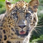 San Diego Zoo