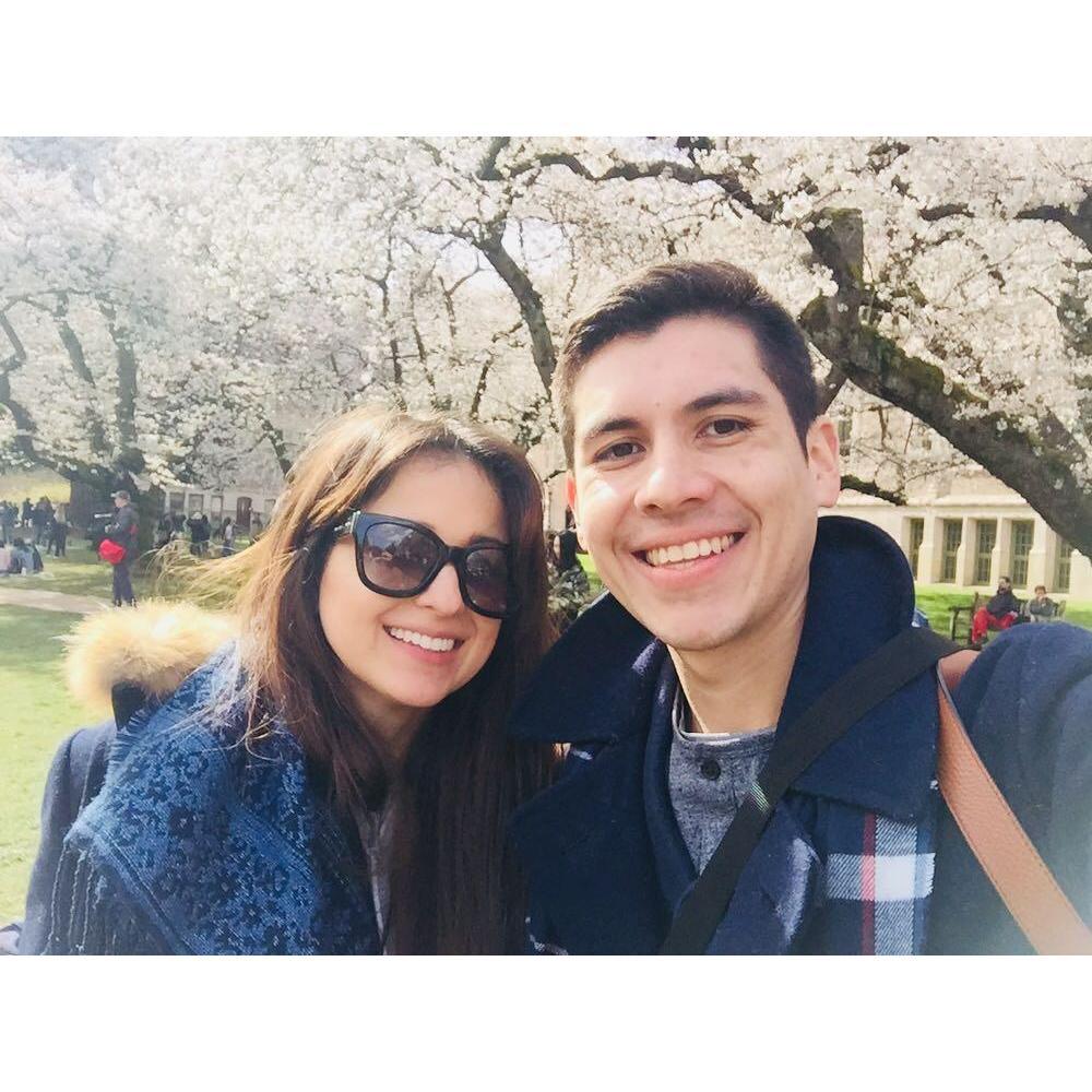 Cherry blossoms