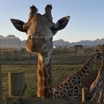 Giraffe House
