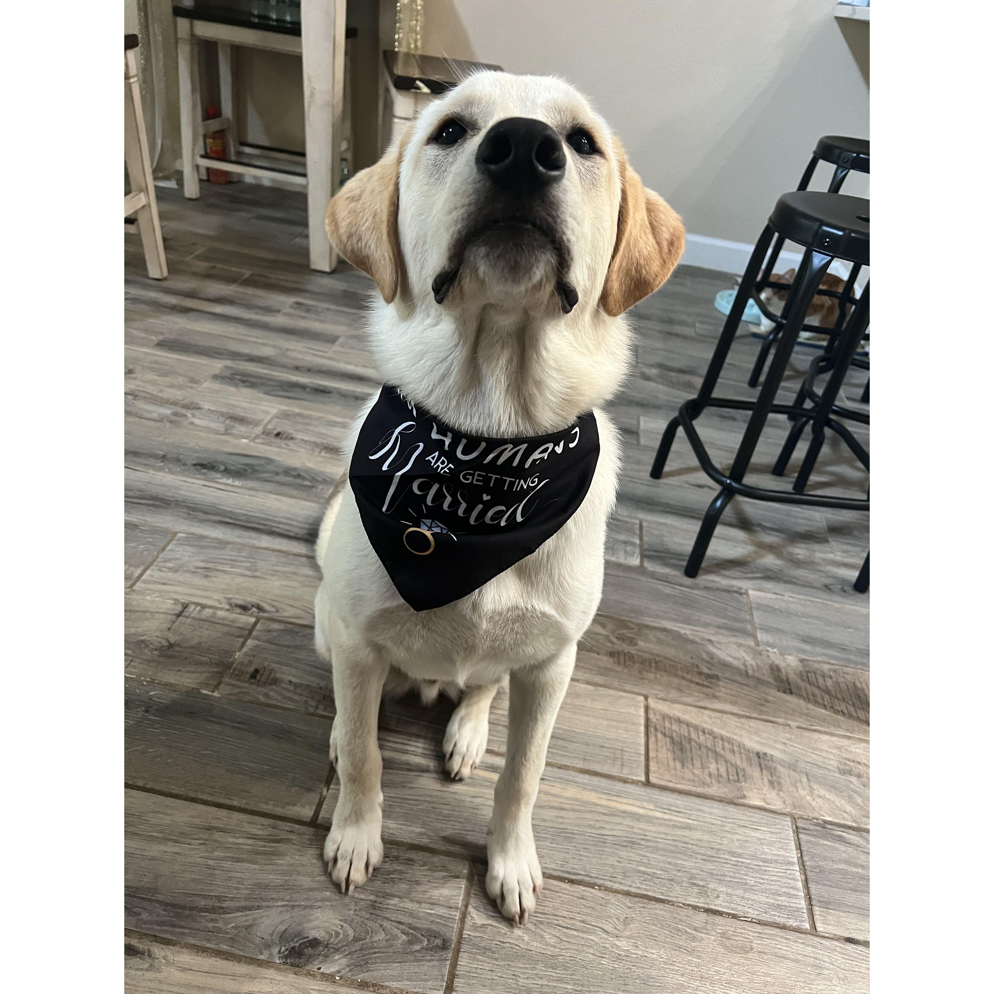 Archie, is proudly wearing is bandana