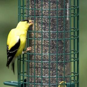 Brome Squirrel Buster Bird Feeder