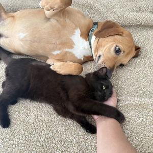 Pet Sitter For Honeymoon