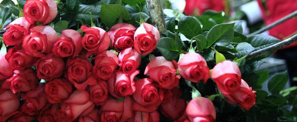 The Wedding Website of Juan Sebastian Cardona-Ospina and Randy Bernard Shields, Jr.