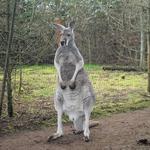 The Outback Kangaroo Farm
