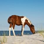 Assateague Island National Seashore