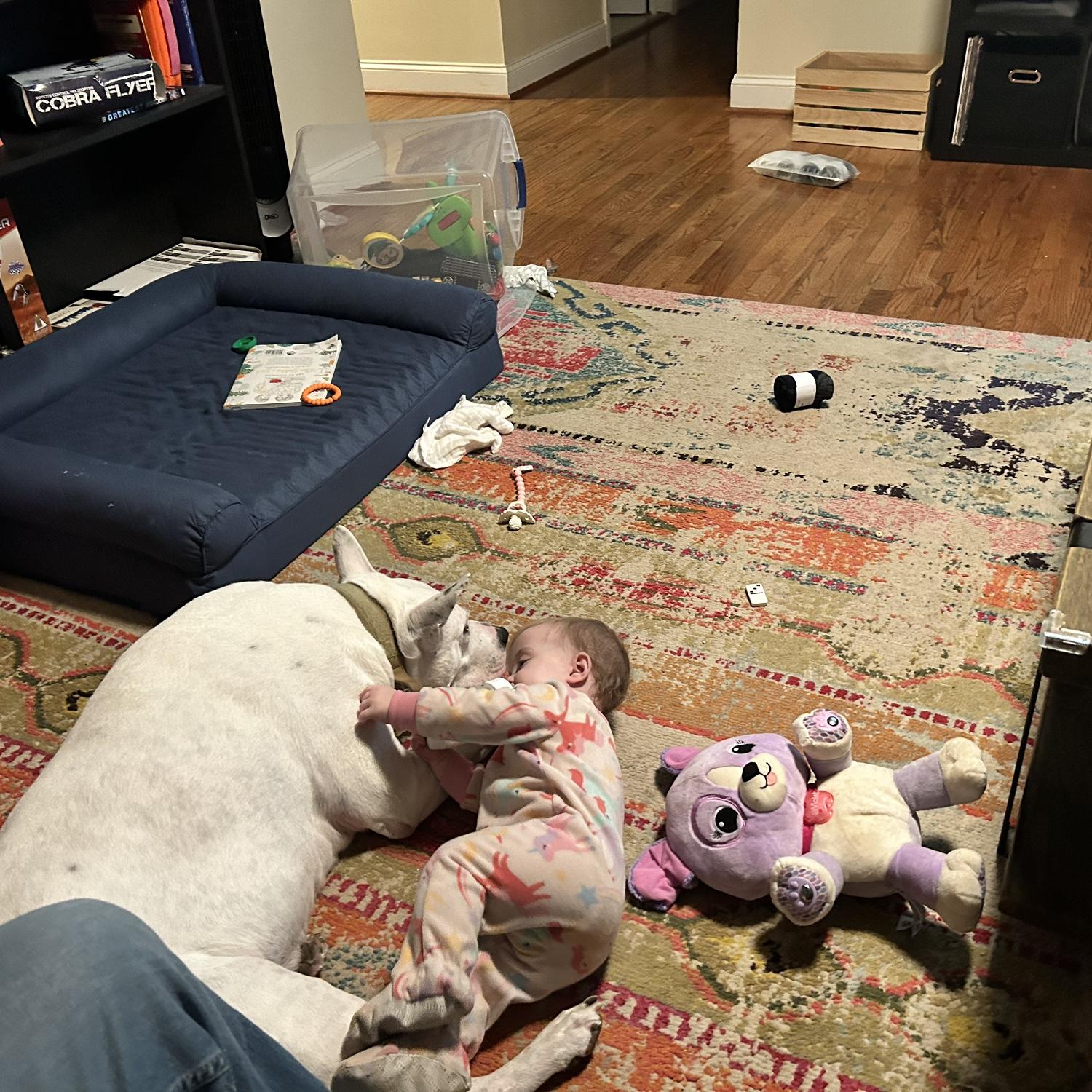 Lucky has accepted his pack has grown and still demands snuggles from his favorite gal Hope.