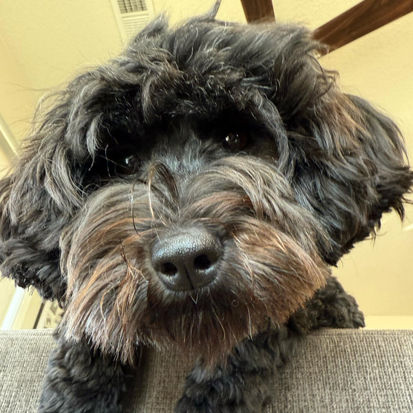 Our Pet Toy Fund
