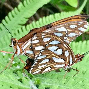 Maui Butterfly Farm Tour