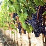 De Portola Wine Trail