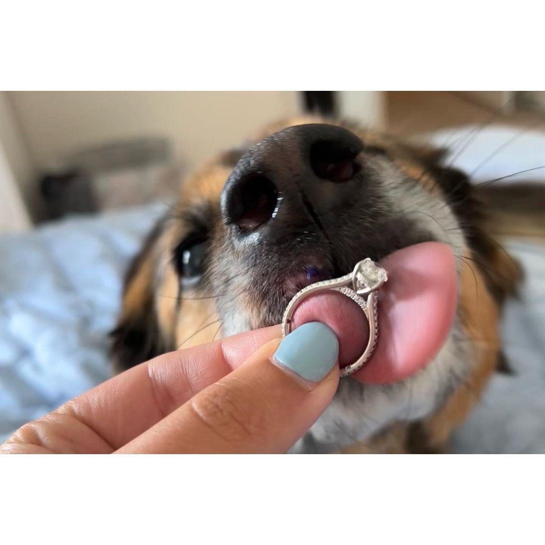 Mischa's lick of approval for the ring