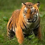 Northern India: Jim Corbett National Park