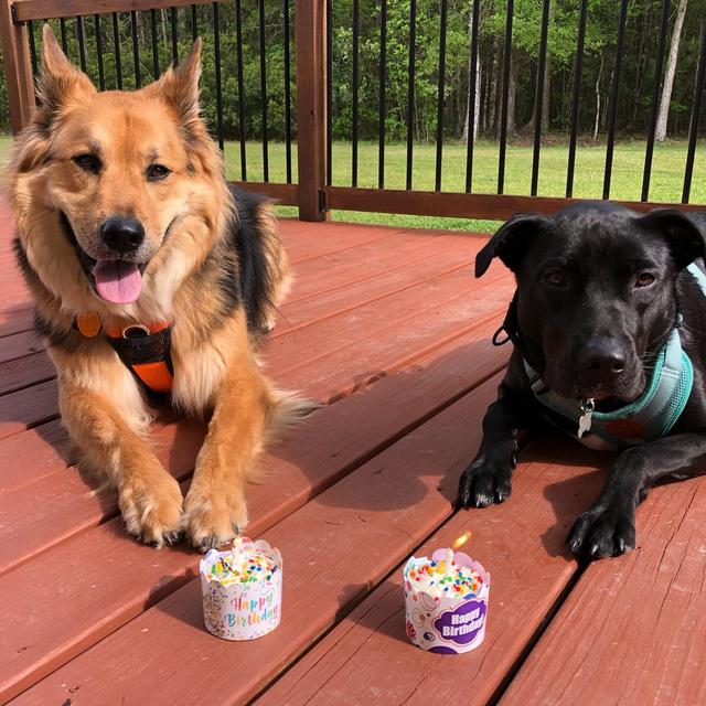 Year's Supply of Treats for Bean & Odin