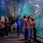 Adventure Aquarium
