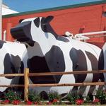 Ashe County Cheese