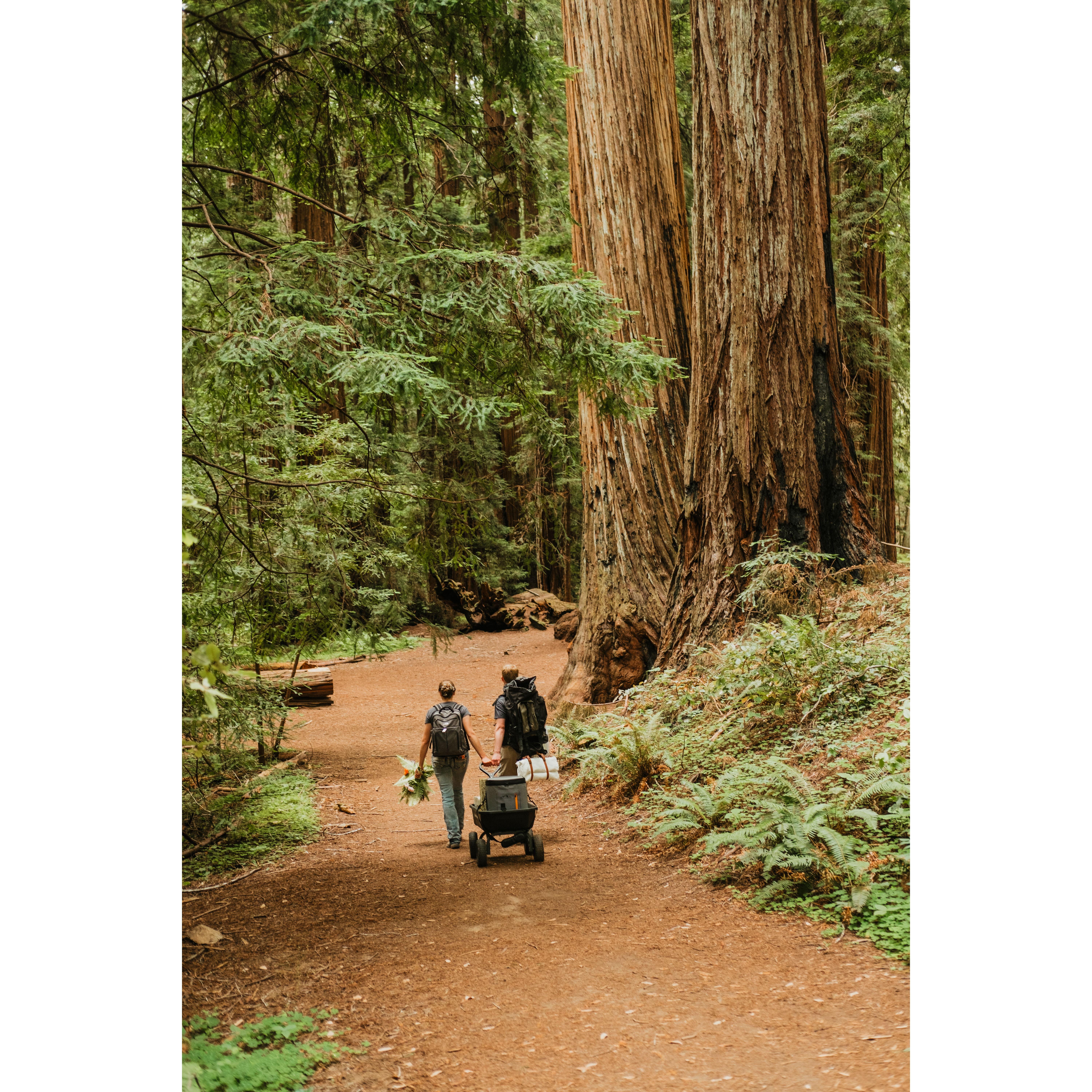 Hiking into the woods!