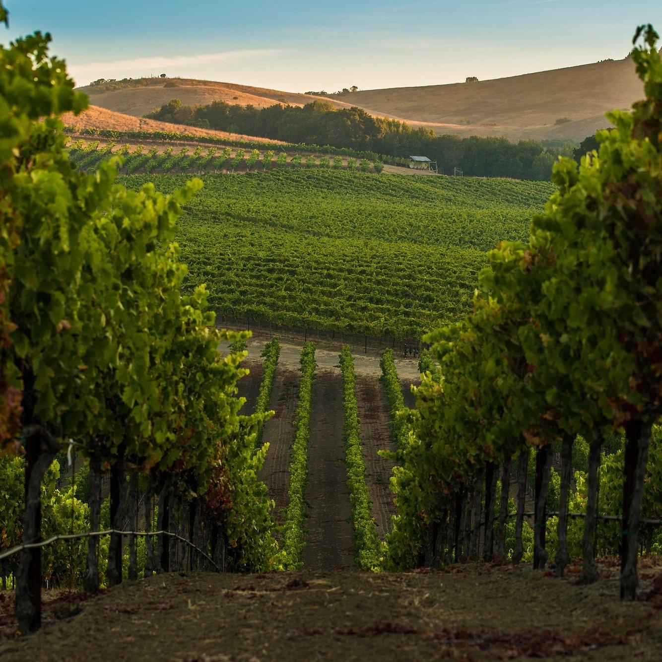 Our Honeymoon Fund to Napa
