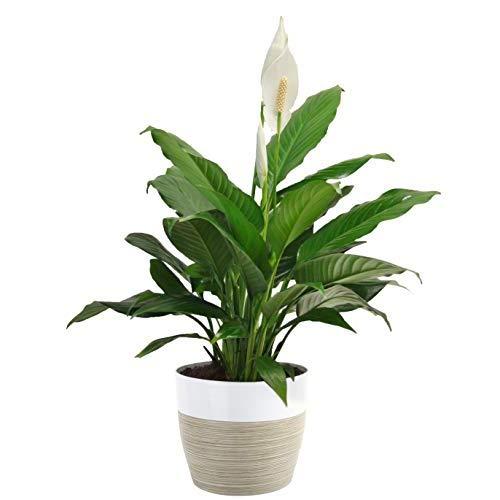 Costa Farms Spathiphyllum Peace Lily Live Indoor Plant, 15-Inch, White-Natural Décor Planter