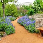 Lady Bird Johnson Wildflower Center