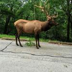 Lone Elk Park