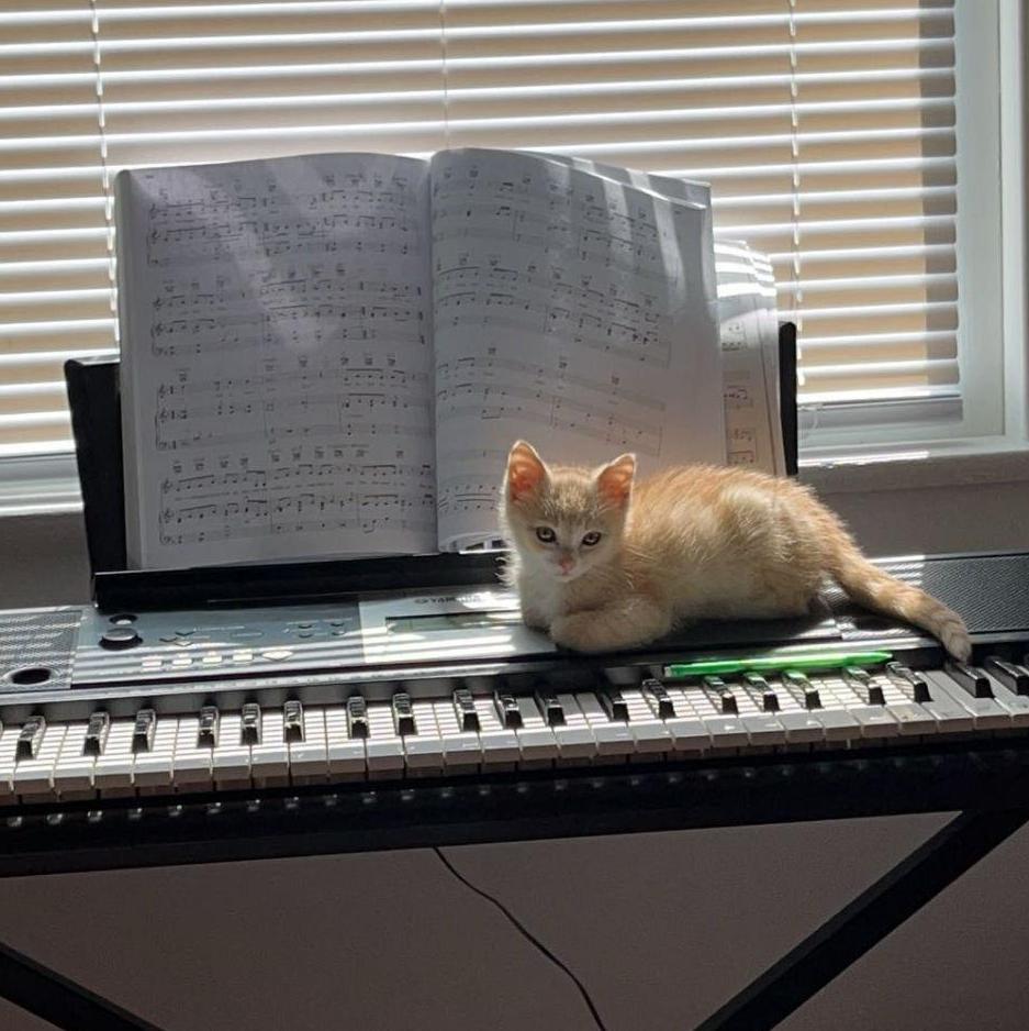 Our furbaby Lulu about a week after we got her - how sweet does she look!