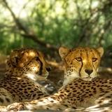 The Living Desert