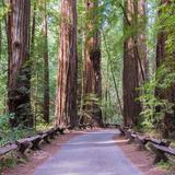 Armstrong Redwoods State Natural Reserve